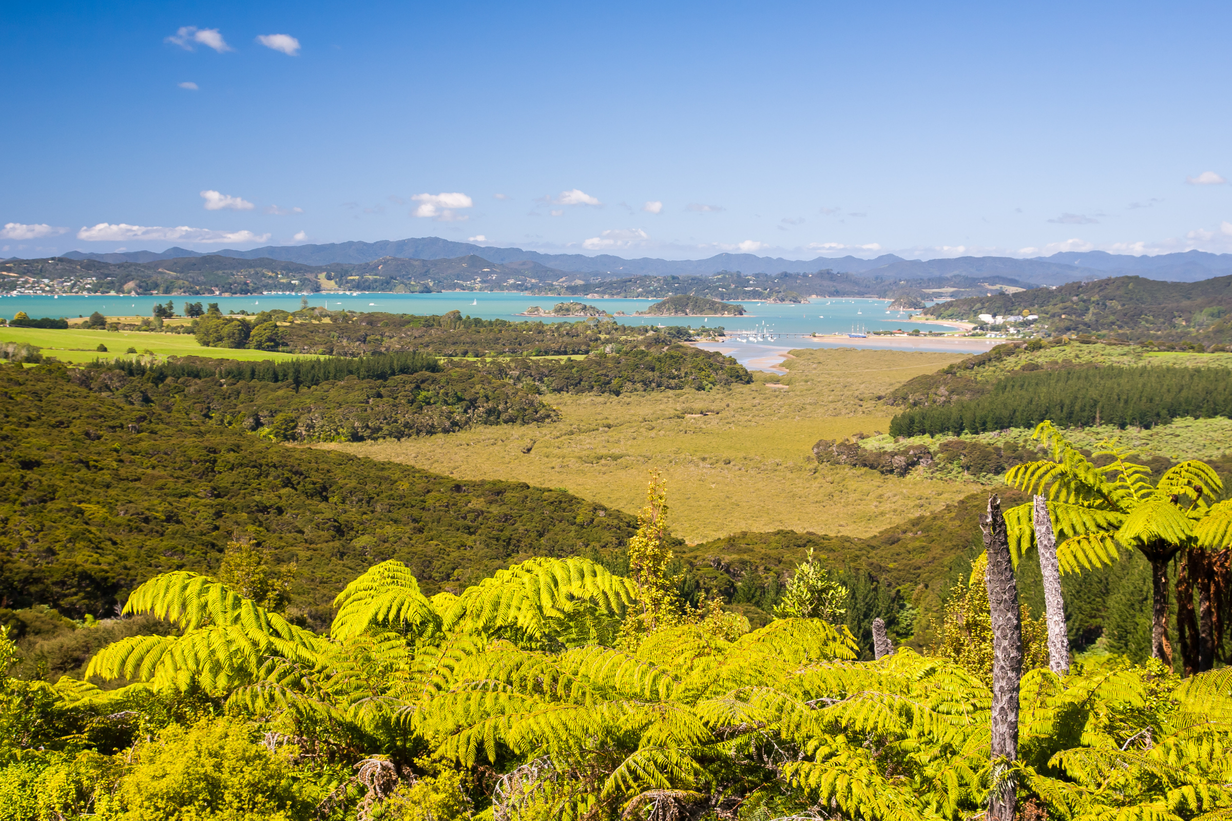 102 paihia.webp